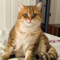 British Shorthair, Kedi  Pasta fotoğrafı