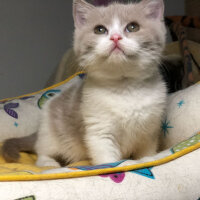 British Shorthair, Kedi  Angel fotoğrafı