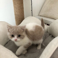 British Shorthair, Kedi  Angel fotoğrafı