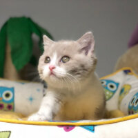 British Shorthair, Kedi  Angel fotoğrafı