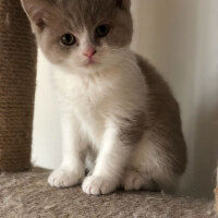 British Shorthair, Kedi  Angel fotoğrafı