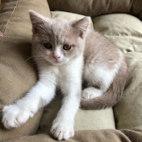 British Shorthair, Kedi  Angel fotoğrafı