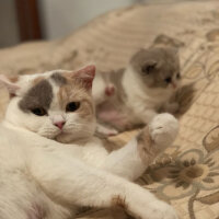 British Shorthair, Kedi  Angel fotoğrafı