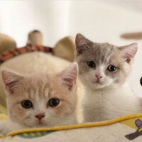 British Shorthair, Kedi  Angel fotoğrafı