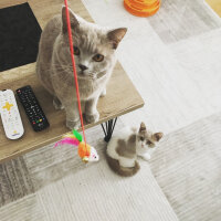 British Shorthair, Kedi  Angel fotoğrafı