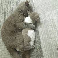 British Shorthair, Kedi  Angel fotoğrafı