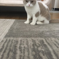 British Shorthair, Kedi  Angel fotoğrafı