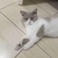 British Shorthair, Kedi  Angel fotoğrafı