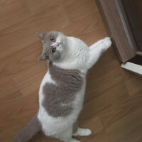 British Shorthair, Kedi  Angel fotoğrafı