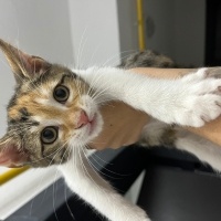 Tekir Kedi, Kedi  4 tane minnoş kediş💝 fotoğrafı