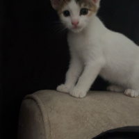 Tekir Kedi, Kedi  4 tane minnoş kediş💝 fotoğrafı