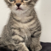 Tekir Kedi, Kedi  4 tane minnoş kediş💝 fotoğrafı