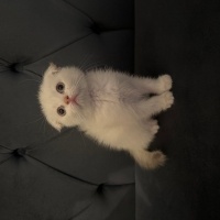 Scottish Fold, Kedi  Scotish Fold Blue Point fotoğrafı