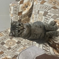 Scottish Fold, Kedi  Paşaya ömürlük sahip arıyoruz fotoğrafı