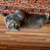 British Shorthair, Kedi  Lidya fotoğrafı