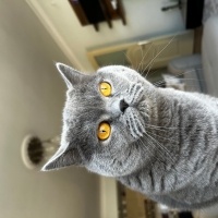 British Shorthair, Kedi  Lidya fotoğrafı