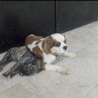 Cavalier King Charles Spanieli, Köpek  fındık fotoğrafı