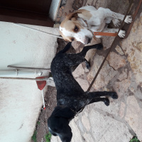 Pointer, Köpek  Yavruşlar fotoğrafı