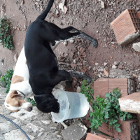 Pointer, Köpek  Yavruşlar fotoğrafı