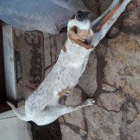Pointer, Köpek  Yavruşlar fotoğrafı