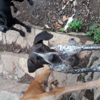 Pointer, Köpek  Yavruşlar fotoğrafı