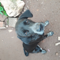 Pointer, Köpek  Yavruşlar fotoğrafı