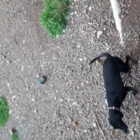 Pointer, Köpek  Yavruşlar fotoğrafı