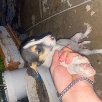 Jack Russell Terrier, Köpek  Samuel fotoğrafı
