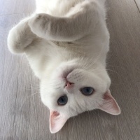 British Shorthair, Kedi  Lila fotoğrafı