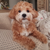 Maltese, Köpek  HERO fotoğrafı