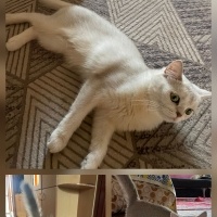 British Shorthair, Kedi  Maya fotoğrafı