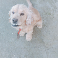 Tekir Kedi, Kedi  minnoş  fotoğrafı