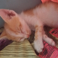 Tekir Kedi, Kedi  minnoş  fotoğrafı