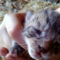 Tekir Kedi, Kedi  minnoş  fotoğrafı