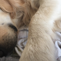Golden Retriever, Köpek  Asil fotoğrafı