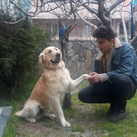Golden Retriever, Köpek  Asil fotoğrafı