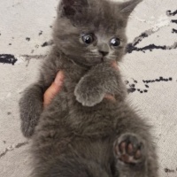 British Shorthair, Kedi  isimsizdir fotoğrafı
