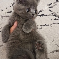 British Shorthair, Kedi  isimsizdir fotoğrafı
