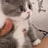 British Shorthair, Kedi  isimsizdir fotoğrafı