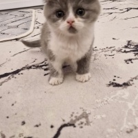 British Shorthair, Kedi  isimsizdir fotoğrafı