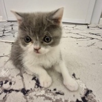 British Shorthair, Kedi  isimsizdir fotoğrafı