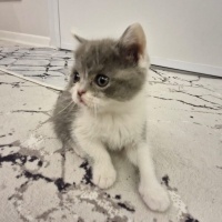 British Shorthair, Kedi  isimsizdir fotoğrafı