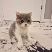 British Shorthair, Kedi  isimsizdir fotoğrafı