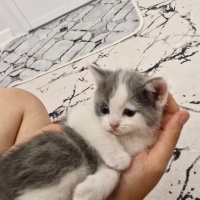 British Shorthair, Kedi  isimsizdir fotoğrafı