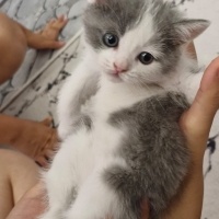 British Shorthair, Kedi  isimsizdir fotoğrafı