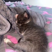 Tuxedo (Smokin) Kedi, Kedi  gece fotoğrafı