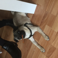 Pug, Köpek  RIFKI fotoğrafı