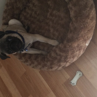 Pug, Köpek  RIFKI fotoğrafı