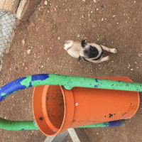 Pug, Köpek  RIFKI fotoğrafı