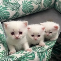 British Shorthair, Kedi  Yeni ailelerini arıyorlar fotoğrafı